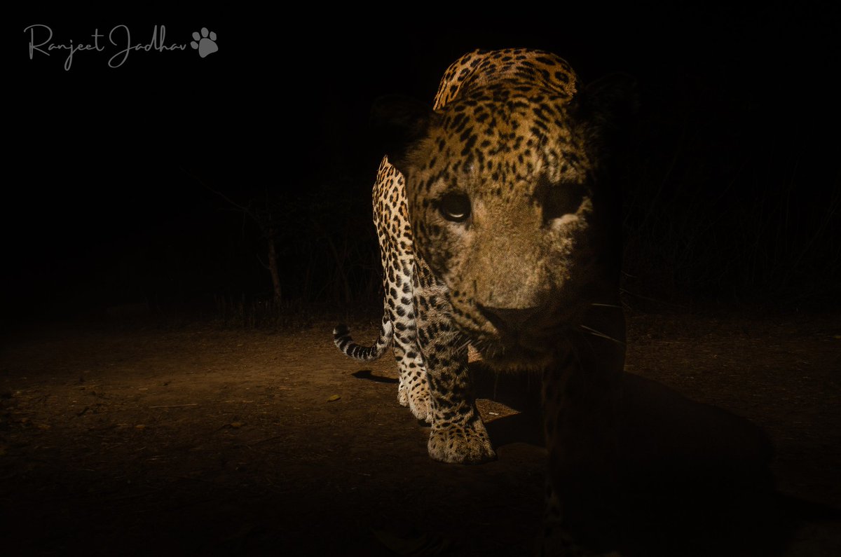 Into the Night's Gaze: A fearless leopard emerges from the shadows, locking eyes with the camera, a silent sentinel of the wilderness. #WorldPhotographyDay2023 #DSLRcameretrap #aareyforest