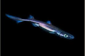 ExperimentShark's tweet photo. Fun Shark Fact Friday: The Dwarf Lantern Shark is the smallest species of shark. They have a glowing underbelly that attract prey, that must be why I have such a glowing personality to attract you all to my stream.
#FunSharkFacts #vtuber #ThenImGonnaEatYou #LGBTQIA #Boop https://t.co/GbockFBCkA