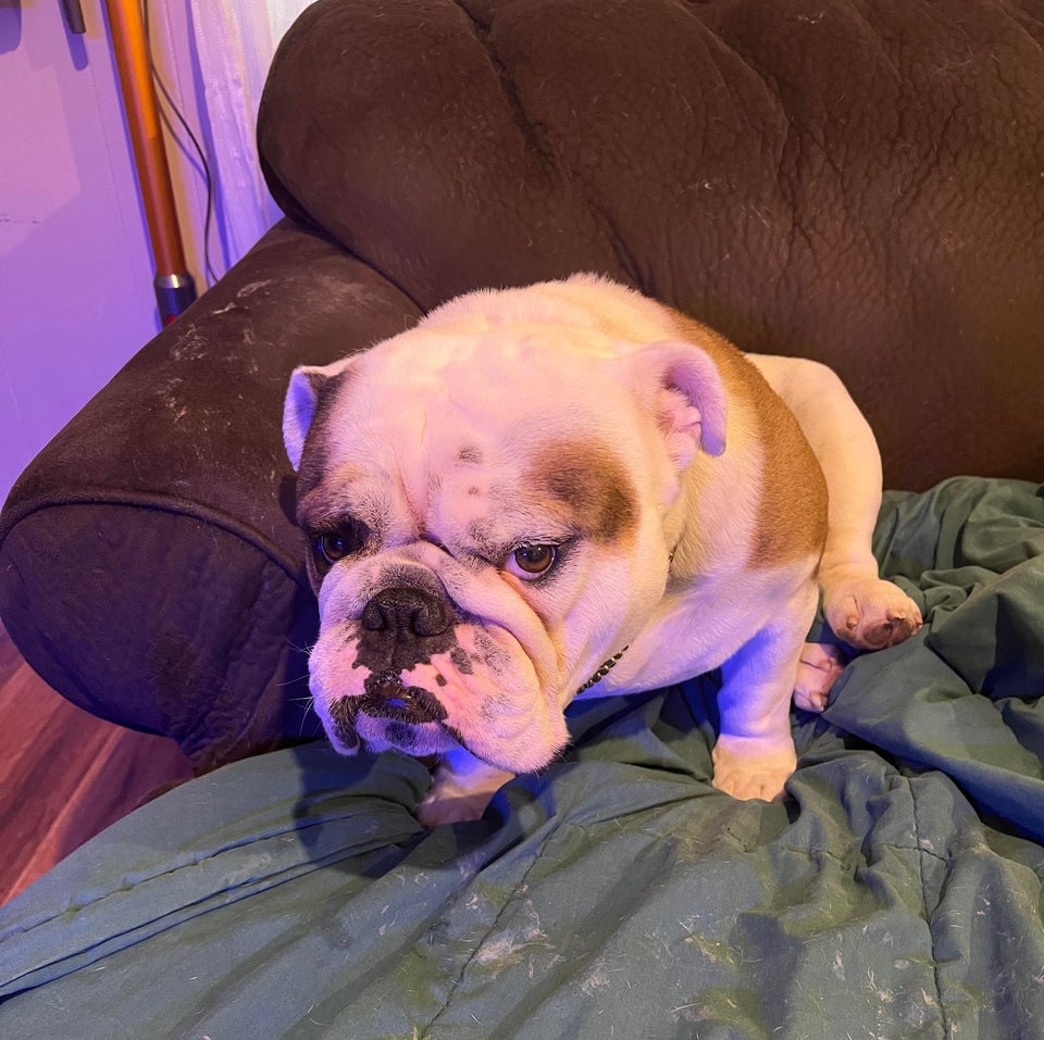 Bulldogs Lover tweet media