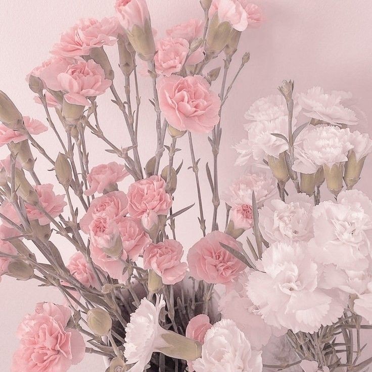 looking for #moots · day 4 !

         hiii my name is hua 🤍

— ★ #filotwt · #archivetwt                            
          #lifetwt · #studytwt
— ☆ she/her · filo-chi-eng · 14
— ★ likes : k/jpop, manga, alt rock, cats etc
— ☆ 7th grade !

♡ / ↻ = moots &amp; spread, ifb !!