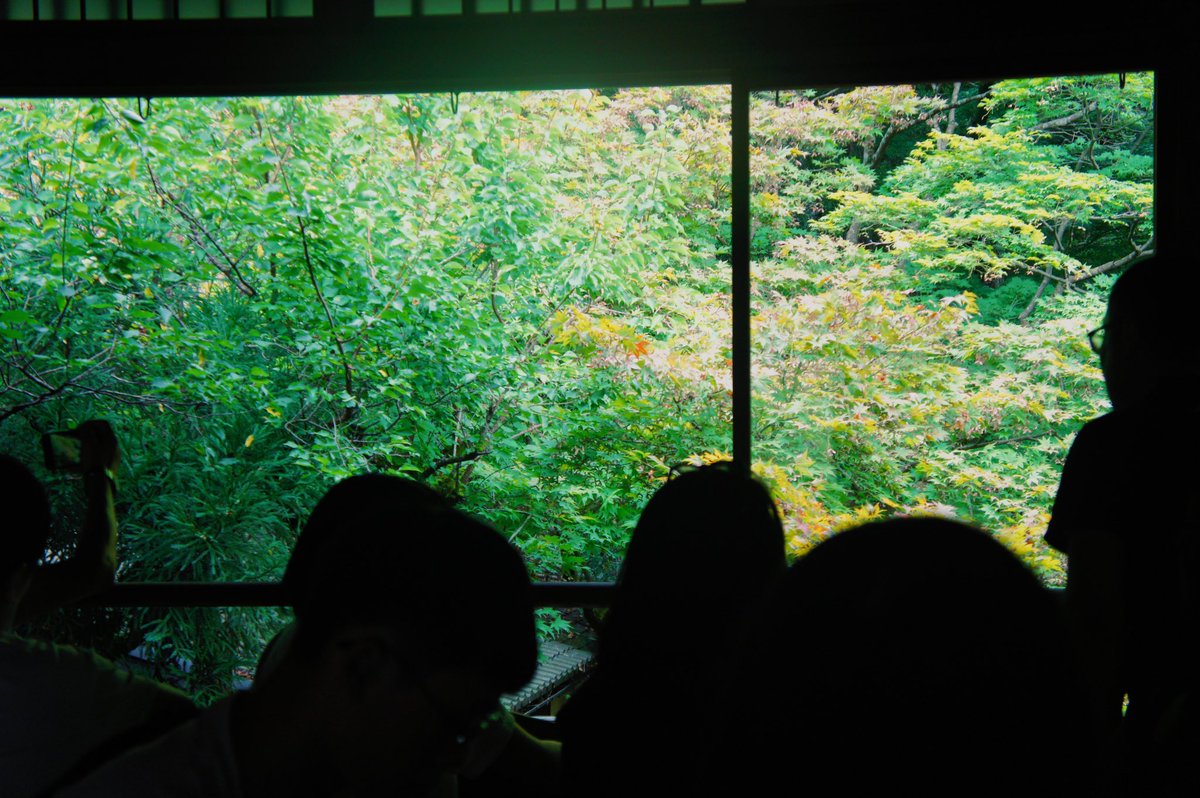 sqndra's tweet photo. 夏の緑 https://t.co/rKsW7p9hKS