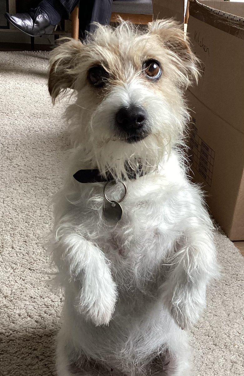 sarahdebenham's tweet image. She’ll be a big help today when I’m stripping wallpaper. #throwtheball