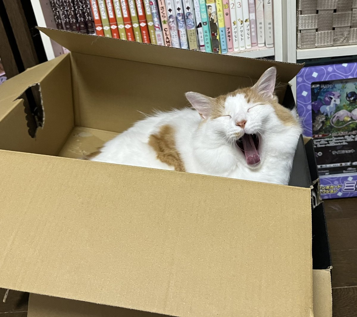 chashisan204's tweet photo. こりゃかわいいねこちゃんだこと。 https://t.co/lIJ55ron38