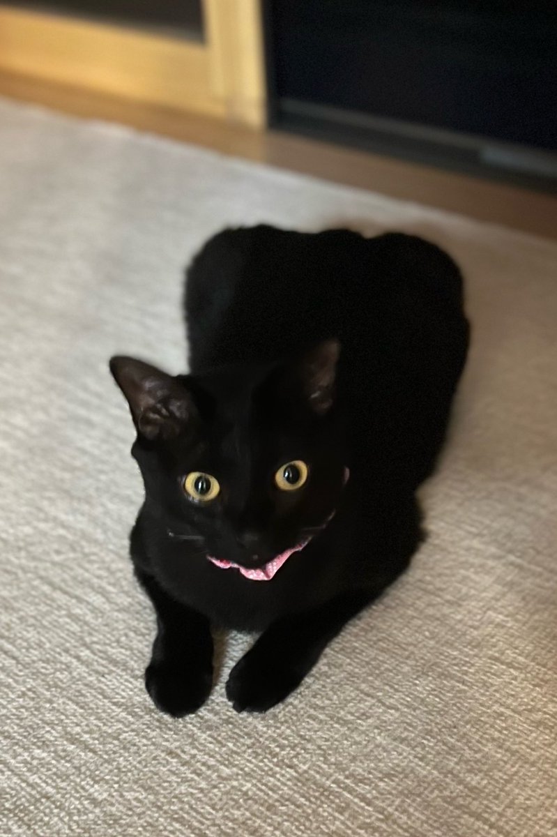neinei31's tweet photo. ただいま頑張ってきたよ

#黒猫
#ねこ https://t.co/Y3tDt9Byum
