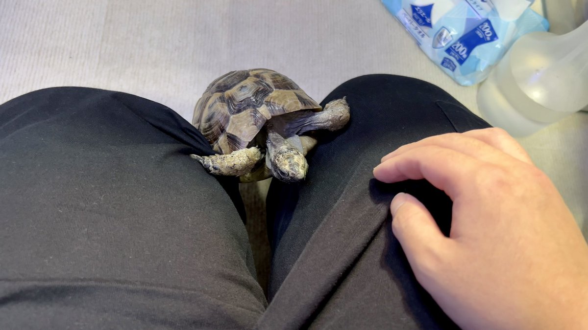 膝に乗りたがってくるリクガメ🐢
#リクガメ　#ギリシャリクガメ　#爬虫類