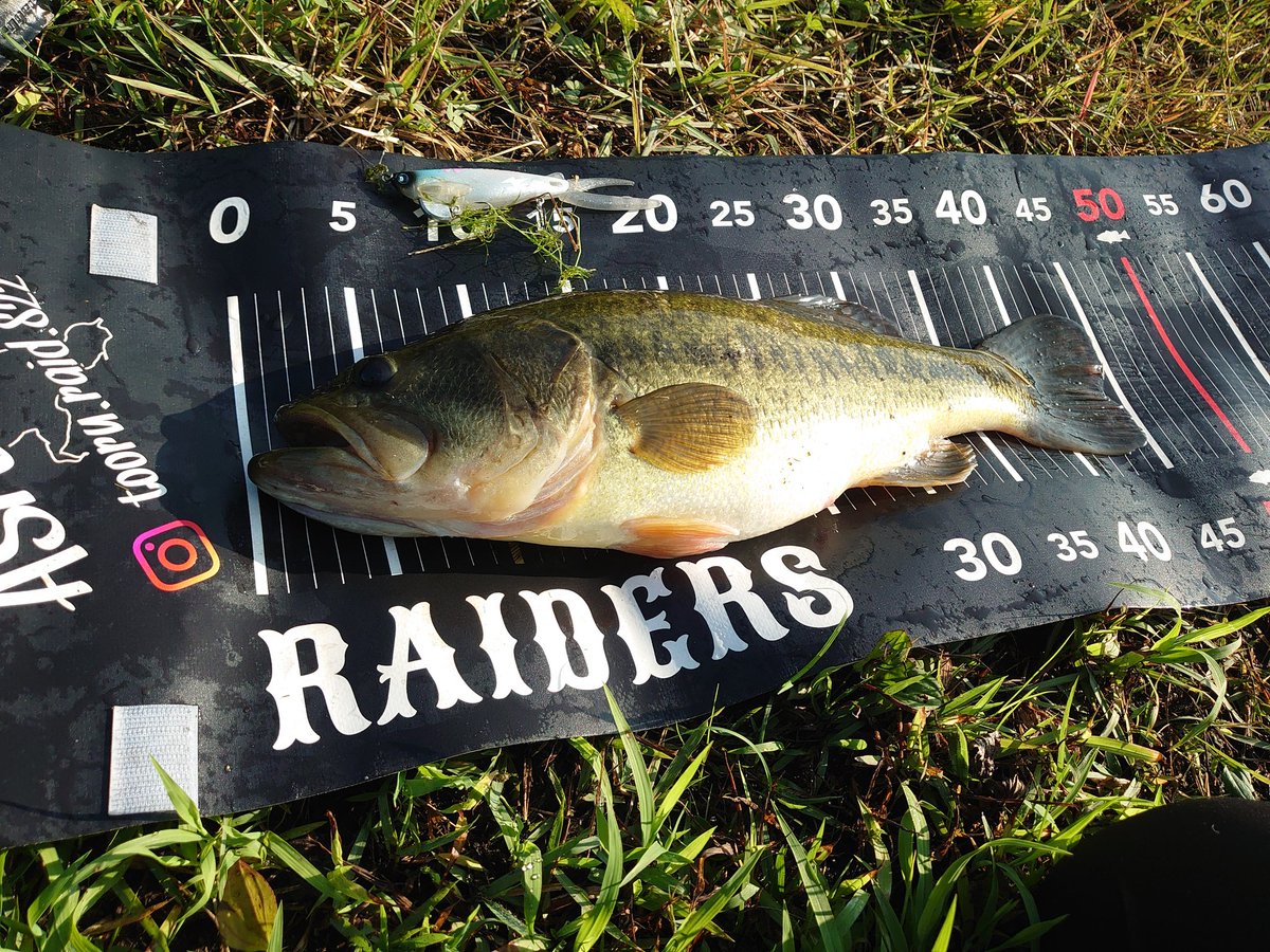 day_ero's tweet image. 朝から暑いけど久々の朝活！
ウィードエリア付近を
Hooze DEAD WAKE modeで！
ウェイトは自作の2gウェイト。
#DIVISER
#DEELAKEORDER
#Hooze
#DEADWAKEMODE
#レイドジャパン
#raidjapan
#グラディエーターアンチ