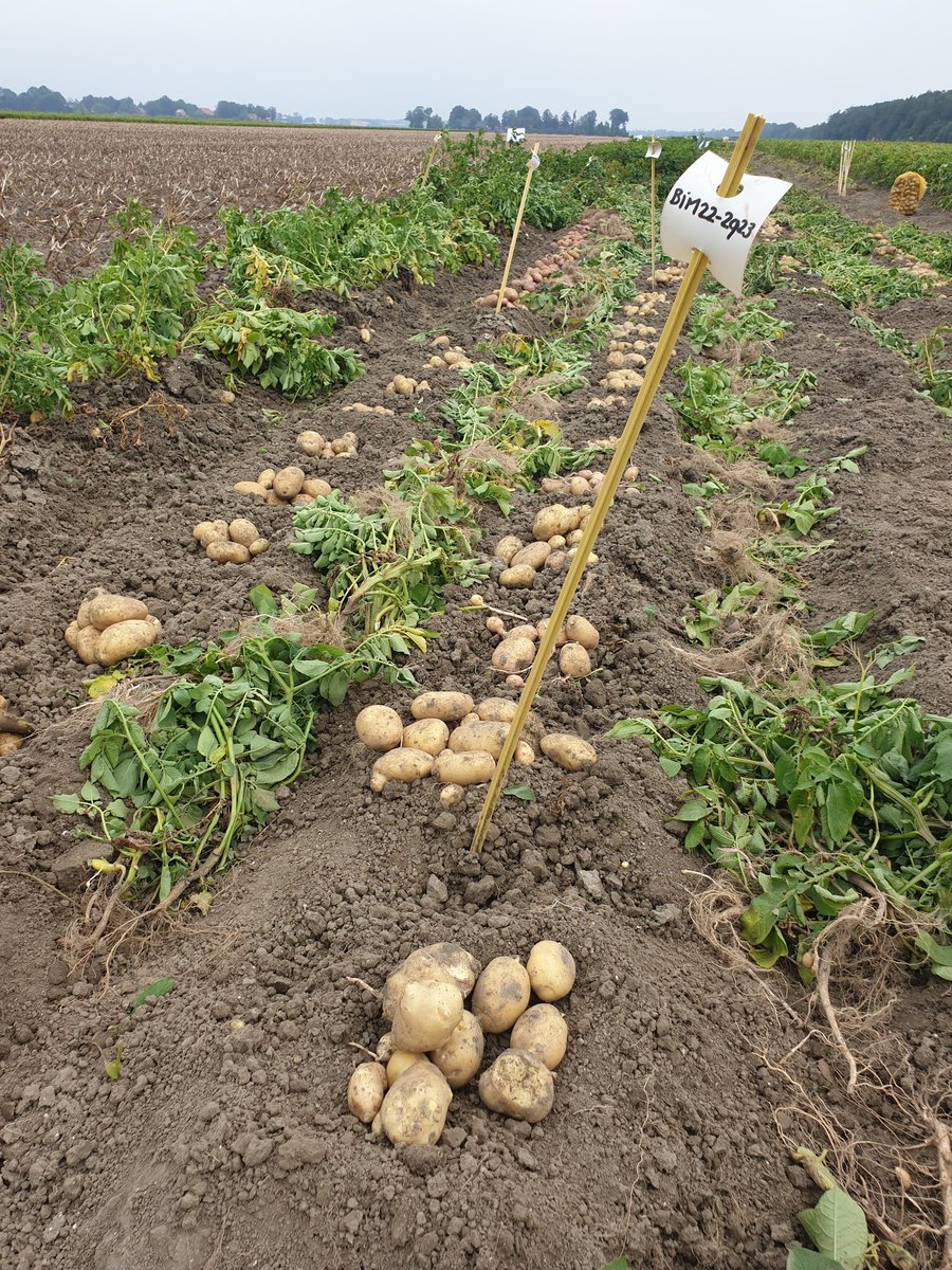 GeersingPotato's tweet photo. #BioImpulse klonen rooien. Op naar 100% phytophthora-resistente rassen. Daarom starten we nu volledig met kruisingen met phytophthora-resistentie, omdat het kan en omdat het moet. https://t.co/zWlAUMLtE6