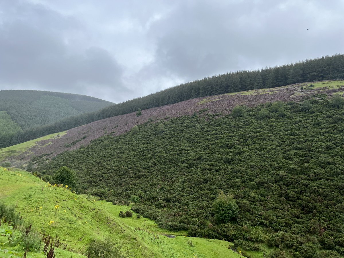 Back to work.  First <a href="/DofEScotland/">DofE Scotland</a> expeds of the new academic year with @edinburghacad  A cheeky wee silver qualifier in the Scottish Borders! Check out the amazing purple heather. #allthingsbtightandbeautiful