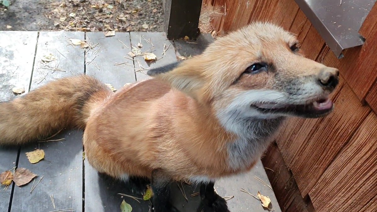 This fucker is the reason why we had to shut down the server for 20 minuets tryng to find out why the entire management system, forum and other web related shut was not responding.