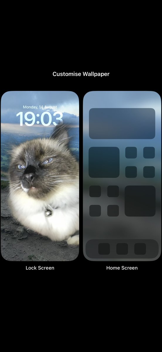 paxfries's tweet photo. So my phone glitched between two wallpapers and turned my cat into some kind of god. I’m not mad abt it 🤷🏼‍♀️ ☁️ https://t.co/Qrq12dbOBe