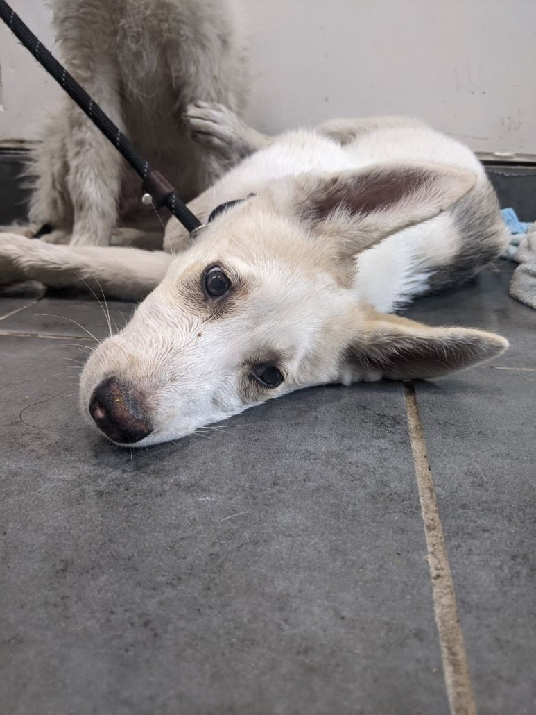 AdoptionsUk's tweet photo. Please retweet to HELP FIND THE OWNER OR INFORMATION RE THESE 2 HUSKY CROSSES FOUND #DUNSTABLE #BEDFORDSHIRE #UK 

Found 18 August, young 1 female 1 male. Now in a council pound for 7 days. They could be missing from another region. Please share widely 🌟
DETAILS 👇
https://t.co/gvko0pjw8t
#dogs #Husky #Huskies #Stolen #Missing
