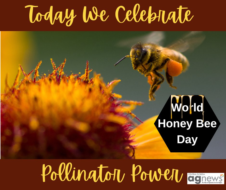 CFAgNews's tweet image. #WorldHoneyBeeDay #TheyWorkHardForTheirHoney #PollinatorPower