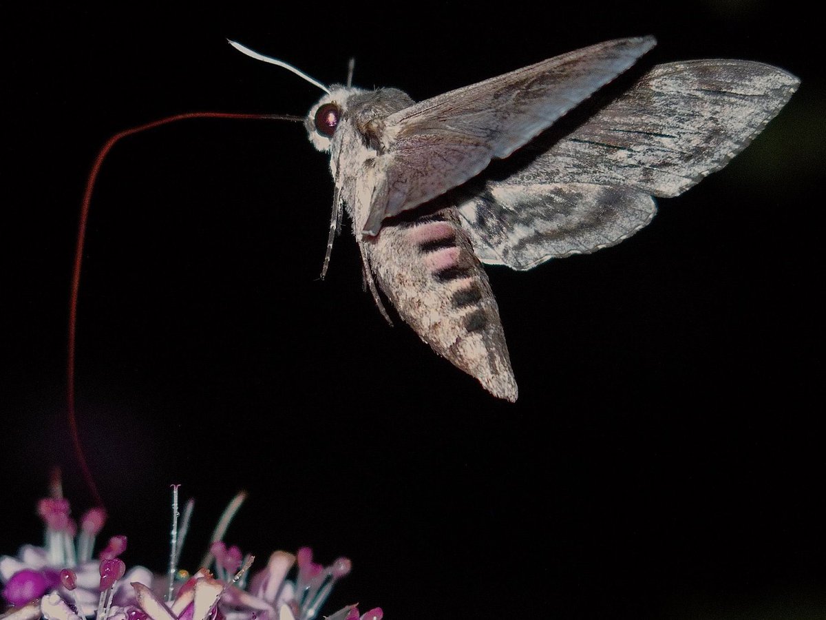 aes1500 🇺🇦 （誤同定マスター） tweet media