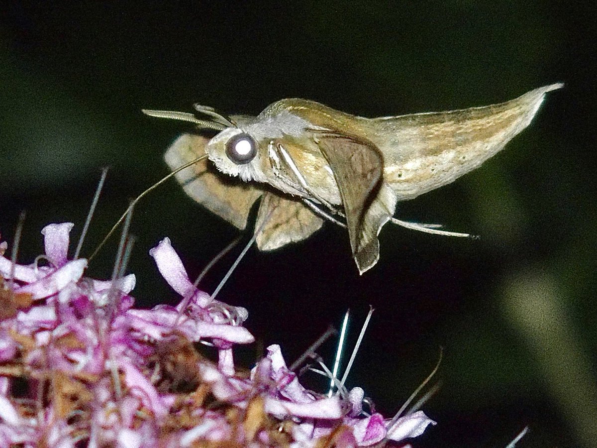 aes1500 🇺🇦 （誤同定マスター） tweet media
