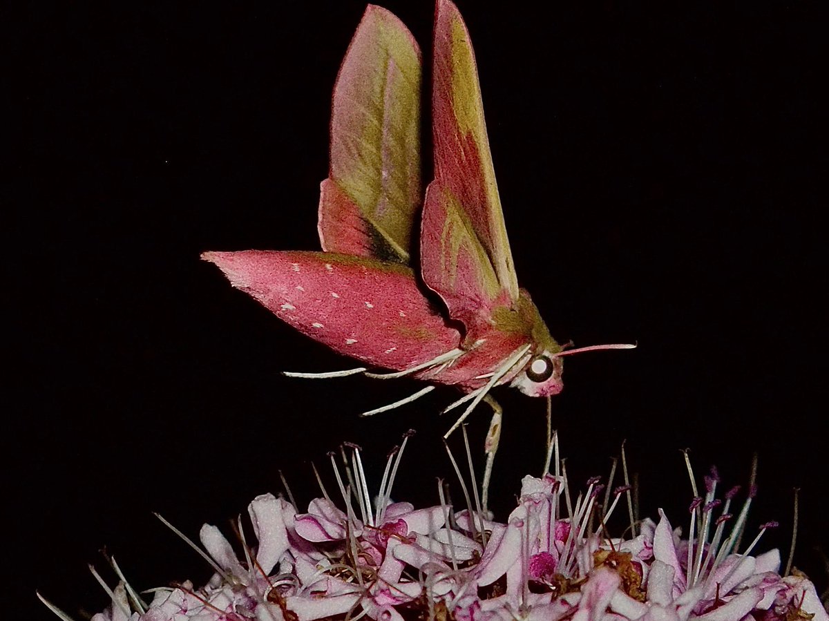 aes1500 🇺🇦 （誤同定マスター） tweet media