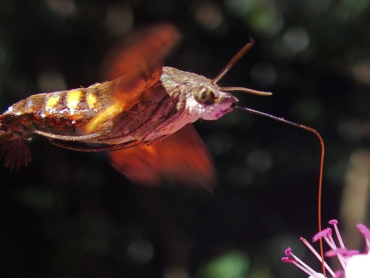 aes1500 🇺🇦 （誤同定マスター） tweet media