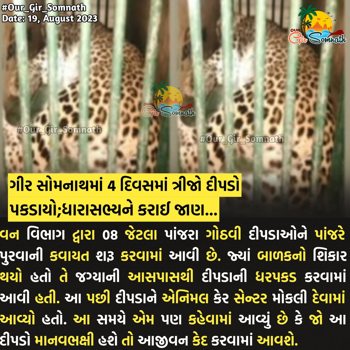 our_gir_somnath's tweet photo. ગીર સોમનાથમાં 4 દિવસમાં ત્રીજો દીપડો પકડાયો;ધારાસભ્યને કરાઈ જાણ...
#our_junaagadh #our_amdavadcity #our_gir_somnath #una #kodinar #sutrapada #lion #dipdo #danger #dharashabhya #veraval https://t.co/HsO5KmOGMO
