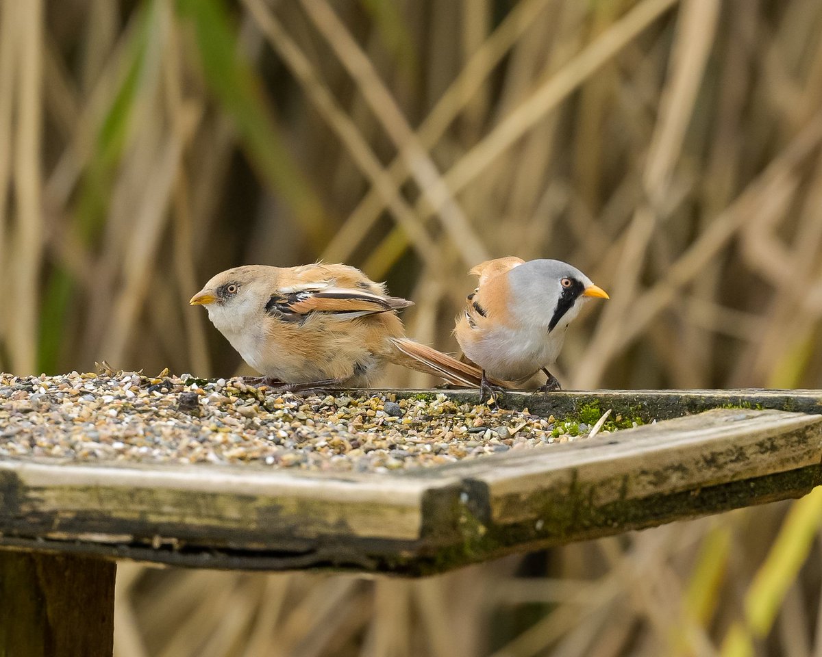 slippy1964's tweet photo. Bearded reedlings on the Causeway grit tables RSPB Leighton moss 19/8/23 11am @Natures_Voice @RSPBLeightonM
#quickphoneedit https://t.co/ZFnEMrWAMY