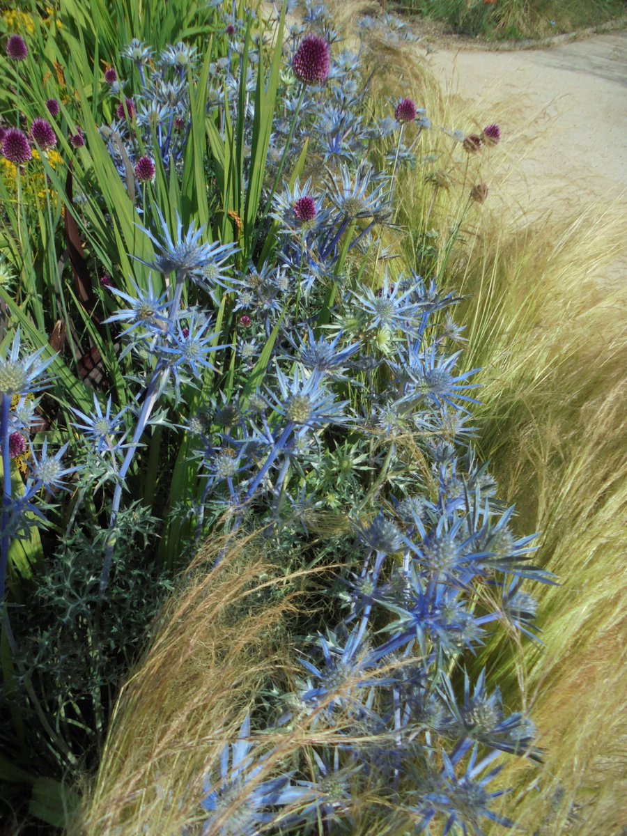 vickgard1987's tweet photo. Happy Miss Willmott day, @Missvolare 

Photo: Wimpole Hall Walled Garden, July 7th, 2023. https://t.co/qBbRD45ask