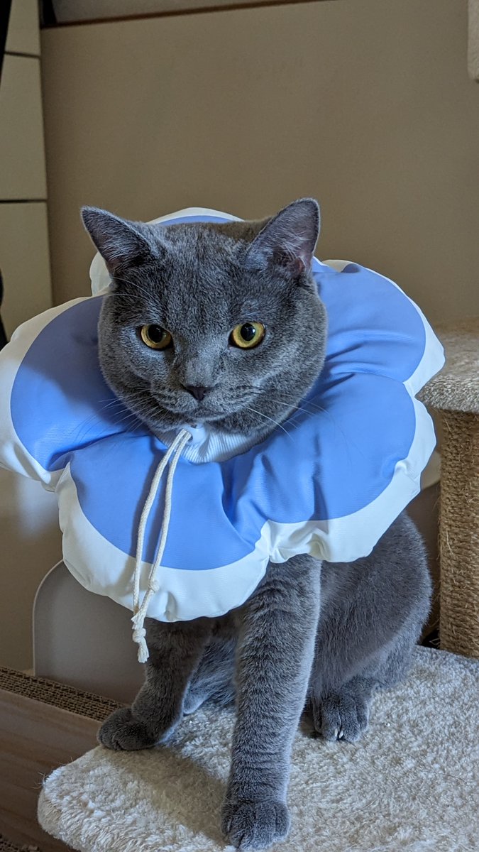 @SGTSize 仕方ないにゃぁ。

1 20歳
2 推定3歳
3.4 1歳
現在の我が家のおにゃんにゃんズです。 