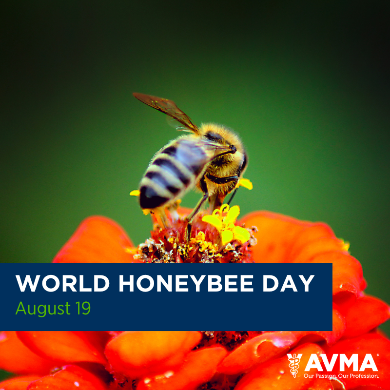 AVMAvets's tweet photo. Have you heard the buzz? It’s #WorldHoneybeeDay! Shoutout to all veterinary professionals that keep these pollinators healthy. Read @AVMAJAVMA's article on Honeybee medicine for veterinarians and guidance for avoiding violative chemical residues in honey. https://t.co/63676ForFU https://t.co/kig0jUtfr4