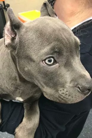 Animal Adoptions UK 🐕‍🦺🐈🐎❤️ tweet media