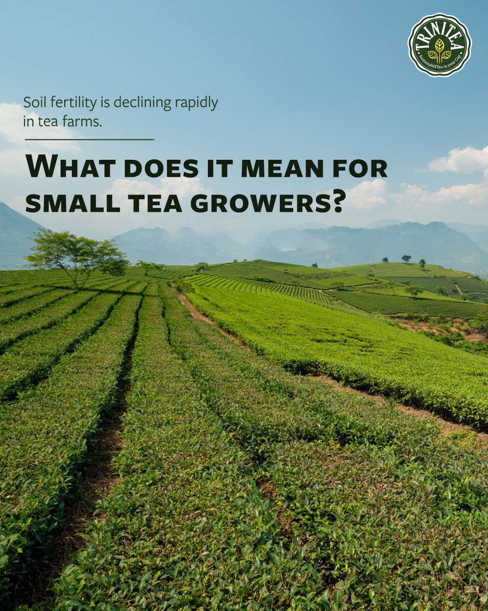 trinitea_india's tweet photo. Conventional tea farming is leading to a constant decline in soil health and fertility. Some of the things that affect the most are pruned materials going back to the soil and the unregulated use of chemical fertilisers and pesticides.
@AsiaSolidaridad https://t.co/Nf6E94SE4j