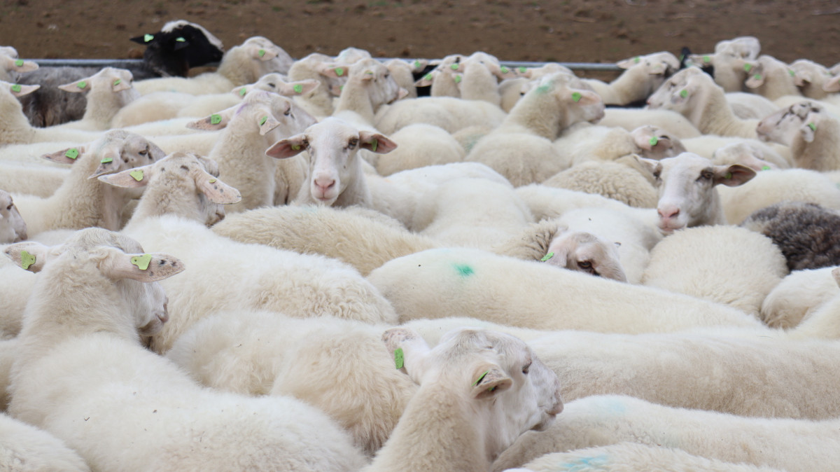 De Schaapskudde van Elspeet staat blij in de wei loka.al/9ca