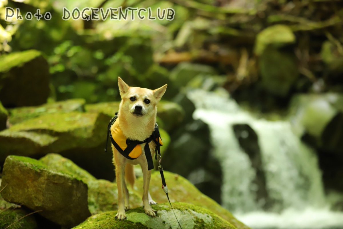 dogeventclub's tweet photo. 今日8/19は #西丹沢 #BBQ付き川遊び  #イベント でした‼️☀️
 #川 の冷たさはありましたが、たくさん泳いで遊びました🤗📸
遊んだ後の #BBQ は格別😍✨
今回ご参加いただいた皆様、ありがとうございました😊

今シーズン、 #ラスト BBQ付き川遊び👇
https://t.co/88EHvTSjAW

 #ドッグイベントクラブ https://t.co/Pwk6HrnFfV