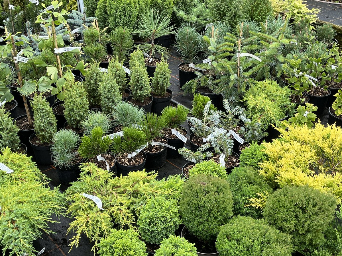 ashnurs's tweet image. Lots of lovely new conifer specimens fresh in from our specialist grower. 

#conifers #britishgrown #plants #nursery #specialistplants #loveplants #abies #junipers #icebreaker #thuja #ginkgo #chamaecyparis #pinus #picea #plants #gardening #evergreen #conifersarecool