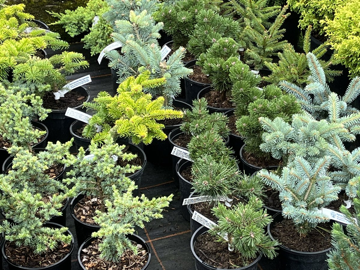 ashnurs's tweet image. Lots of lovely new conifer specimens fresh in from our specialist grower. 

#conifers #britishgrown #plants #nursery #specialistplants #loveplants #abies #junipers #icebreaker #thuja #ginkgo #chamaecyparis #pinus #picea #plants #gardening #evergreen #conifersarecool