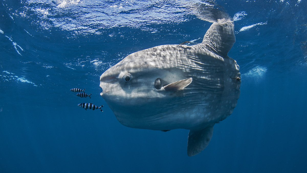 Deep_Sea_Facts's tweet photo. Sunfish are the heaviest known bony fish, weighing up to a massive 1000kg (2200lbs) and can be over 10feet tall. Although mostly surface dwellers they venture into deep sea to feed on deep sea creatures #facts #fact https://t.co/AWc98u4Vkx