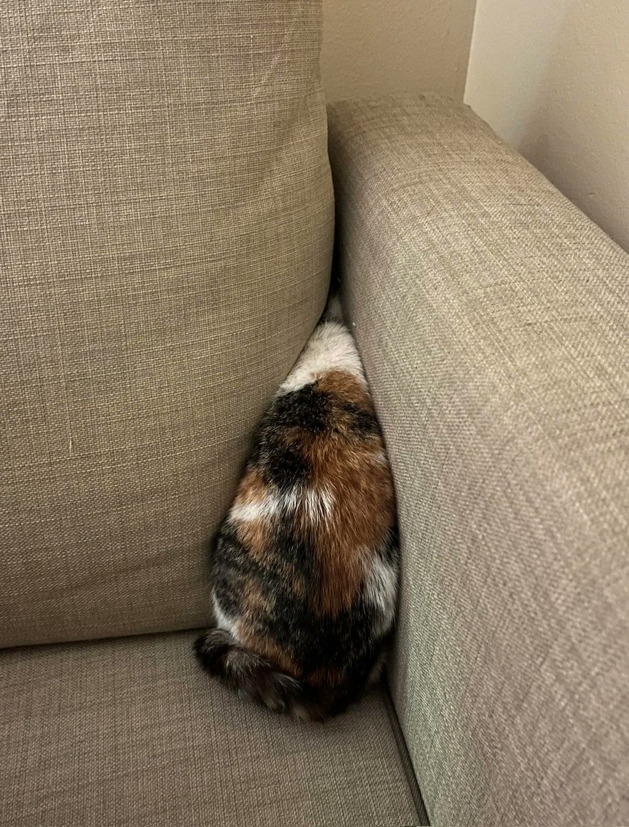 Why you should have a cat tweet media
