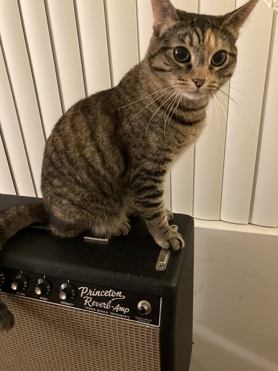 EitaroSako's tweet image. Lexi-san on the amp

#fenderprincetonreverb #fenderamp #tabbycat