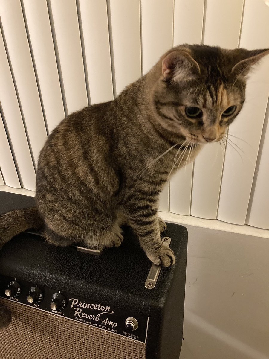 EitaroSako's tweet image. Lexi-san on the amp

#fenderprincetonreverb #fenderamp #tabbycat
