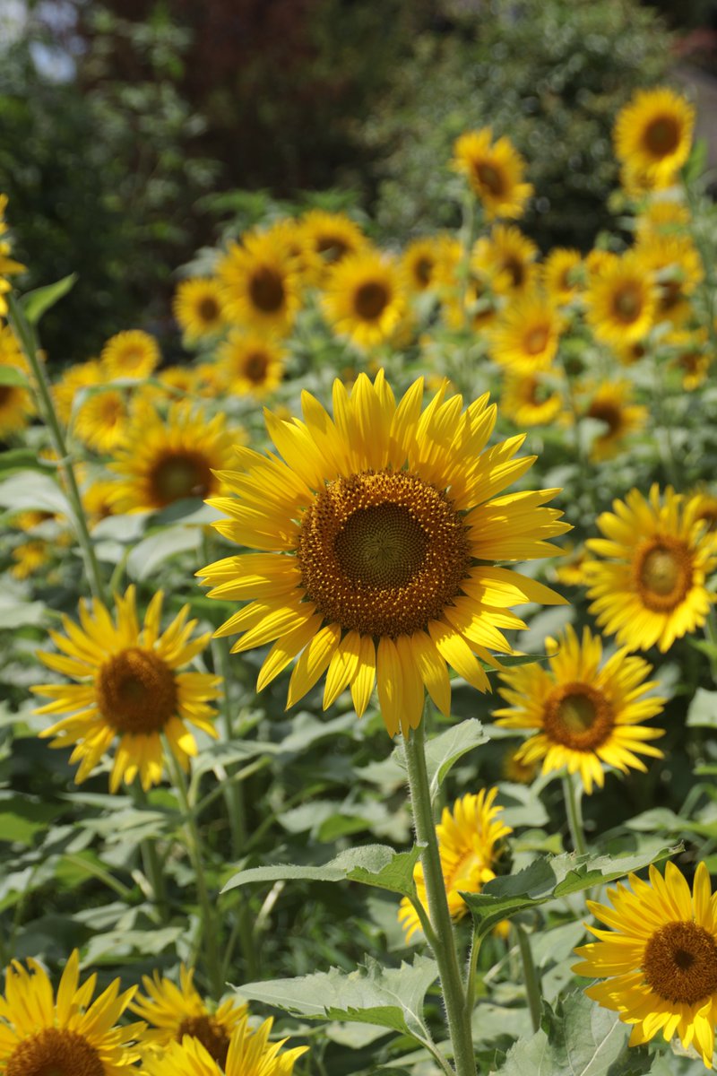 Sunflowers 😙