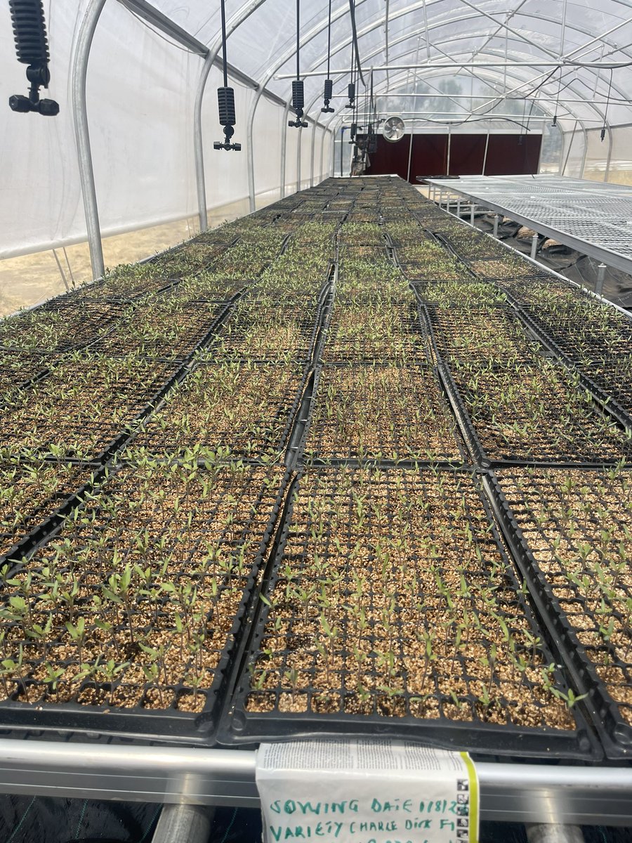 Remi_DrForex's tweet photo. #Tomato 🍅 seeds germinating in the Ndego farm high tech &amp; innovative nursery managed by @AdlerHCom. We specialize in #germinating a wide variety of #seeds. Nurture your seed growth with us! 🌿.
Feel free to contact us @ office@adlerhc.com or 📞 Call: +250 737 678 267. #RwOT https://t.co/deAAzpkOCF