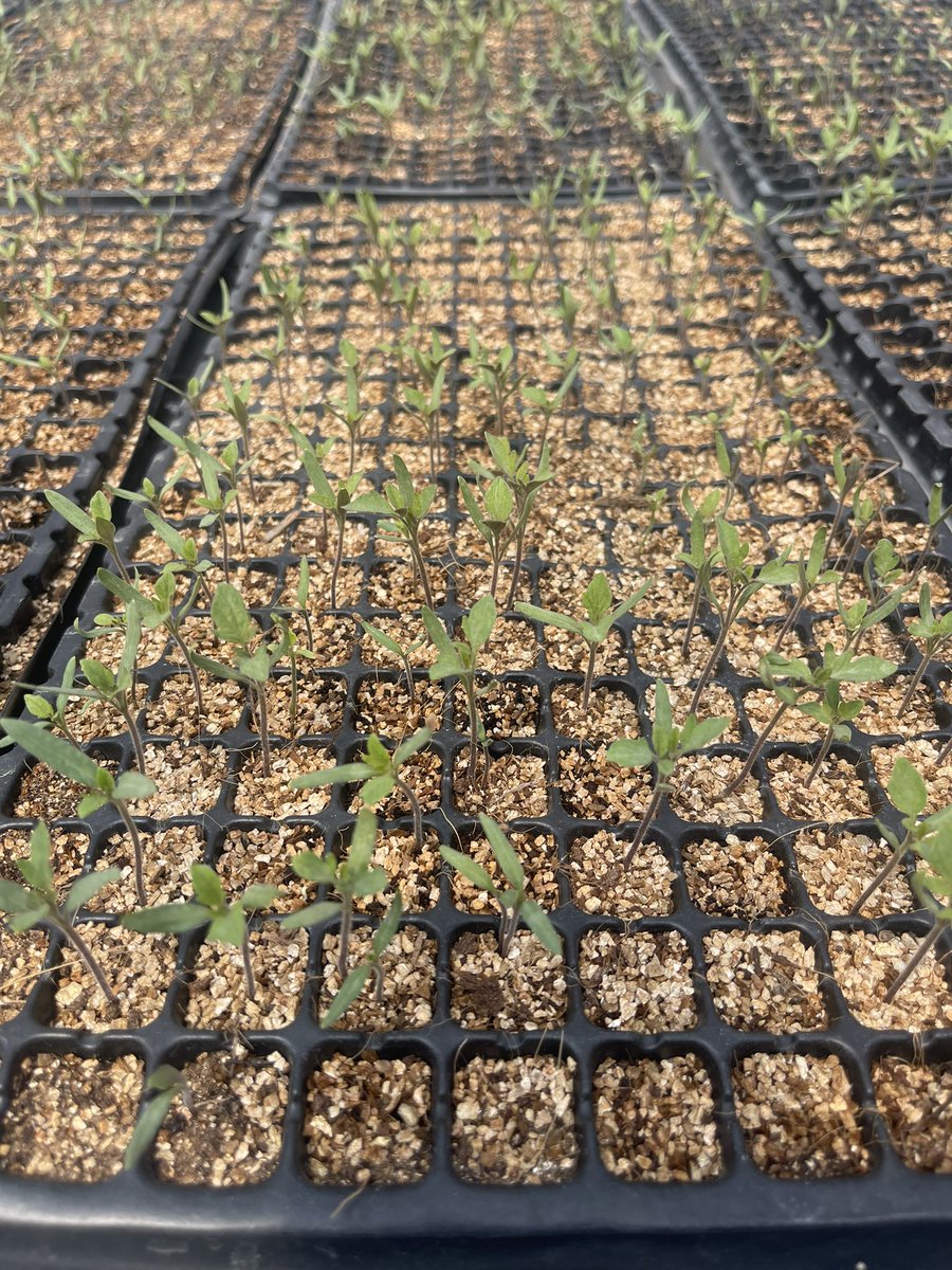 AderemiBanjoko's tweet photo. #Tomato 🍅 seeds germinating in the Ndego farm high tech &amp; innovative nursery managed by @AdlerHCom. We specialize in #germinating a wide variety of #seeds. Nurture your seed growth with us! 🌿.
Feel free to contact us @ office@adlerhc.com or 📞 Call: +250 737 678 267. #RwOT https://t.co/uVK9FPkHhT