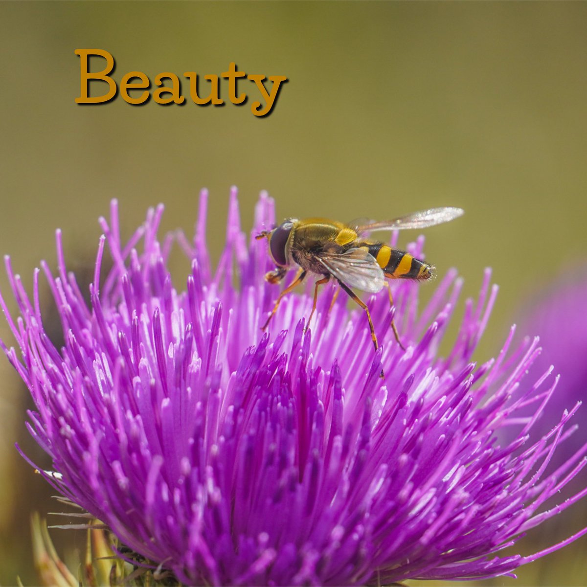 LifeAfloat's tweet photo. 9 days to go - every day I share a thought about the personal impact of my journey. Today; ‘Beauty’ - “There is beauty in everything. Unencumbered with distractions, I noticed the intricacies of all life around me. I delighted in ‘discovering’ the exquisiteness of everything.” https://t.co/msArwVQ3DX