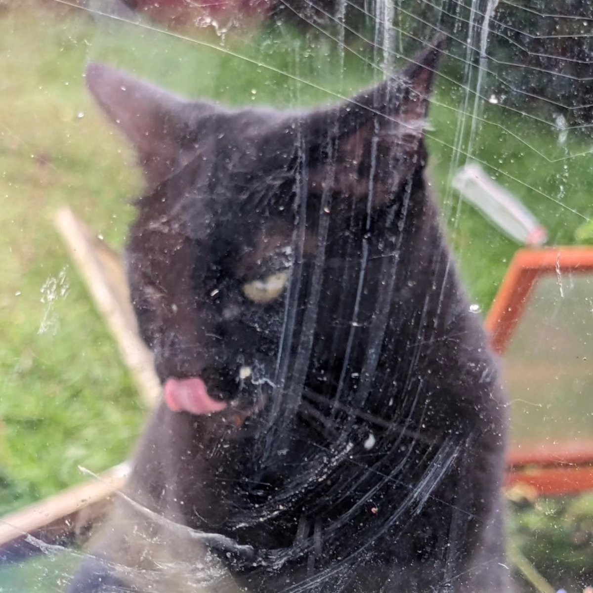 DawnAJWitney's tweet photo. Johnny, you're going to have to start cleaning your paws before you come in through the window
#caturday #dirtywindow #johnnyvibes #norfolklife https://t.co/UlUny1zpLI