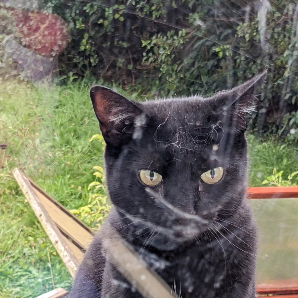 DawnAJWitney's tweet photo. Johnny, you're going to have to start cleaning your paws before you come in through the window
#caturday #dirtywindow #johnnyvibes #norfolklife https://t.co/UlUny1zpLI