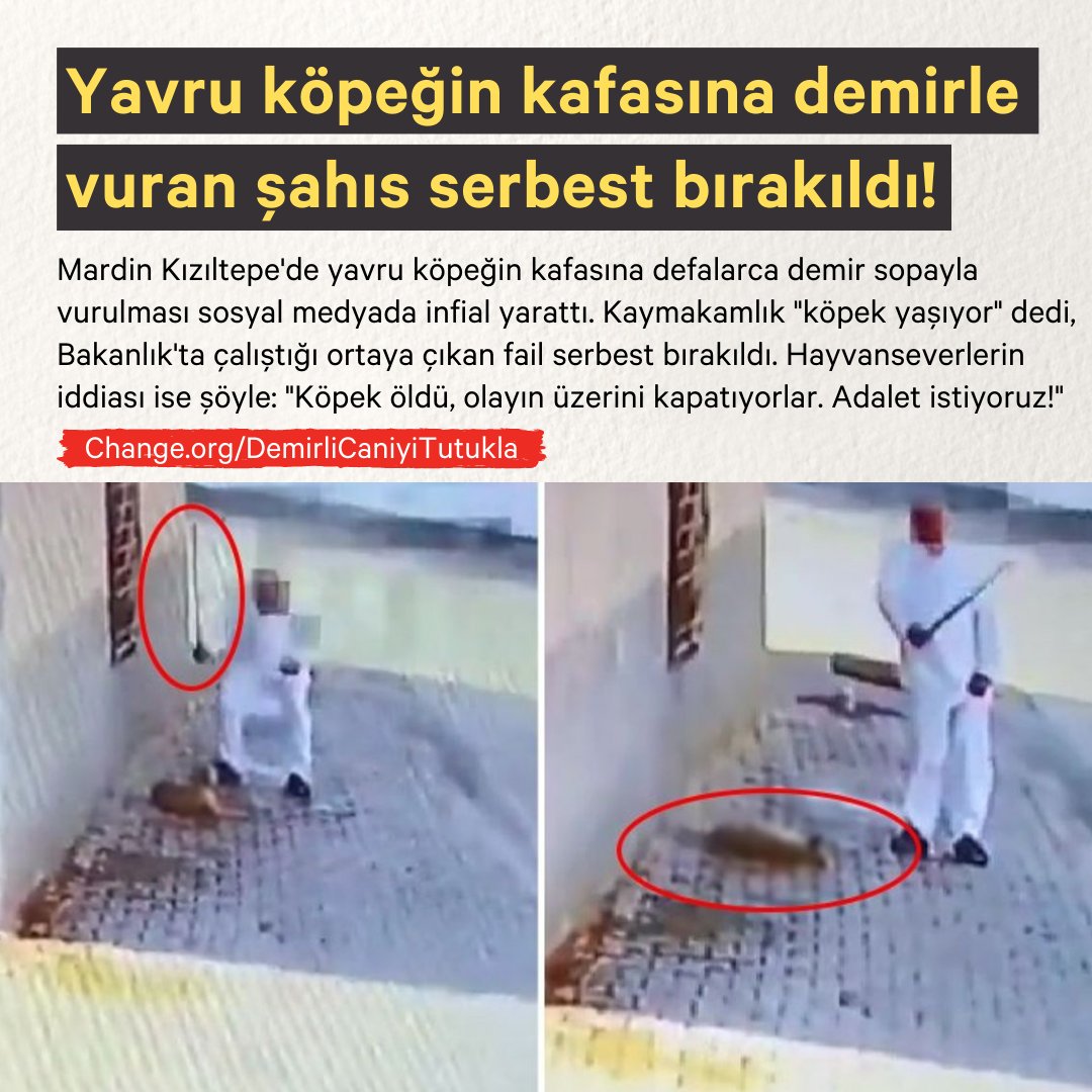 Demirli cani tutuklansın!

Mardin'in Kızıltepe ilçesinde yerde yatan yavru köpeğin kafasına defalarca demir sopayla vuran M.T. adlı şahsın videosu sosyal medyada infial yarattı. Kamuoyu tepkisinin ardından şahıs gözaltına alındı, ancak daha sonra serbest bırakıldı.

Kızıltepe