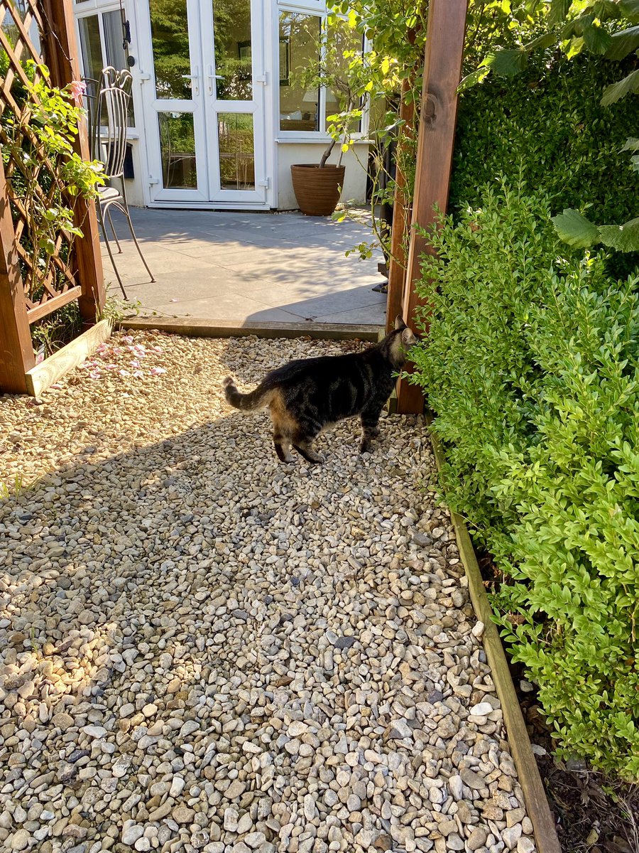 DottySeaCat's tweet photo. Carrying out a #Caturday #Hedgewatch in my Catdom after #StormBetty has rampaged through. 
#CatsOfTwitter 
#sniffinislivin
🌳🤗🌳 https://t.co/KHGkmVxxnp