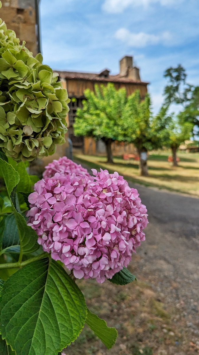 Arrêt fleuri à Sainte-Christie d'Armagnac, toute petite commune médiévale superbement entretenue ! 🤩
#gers #occitanie