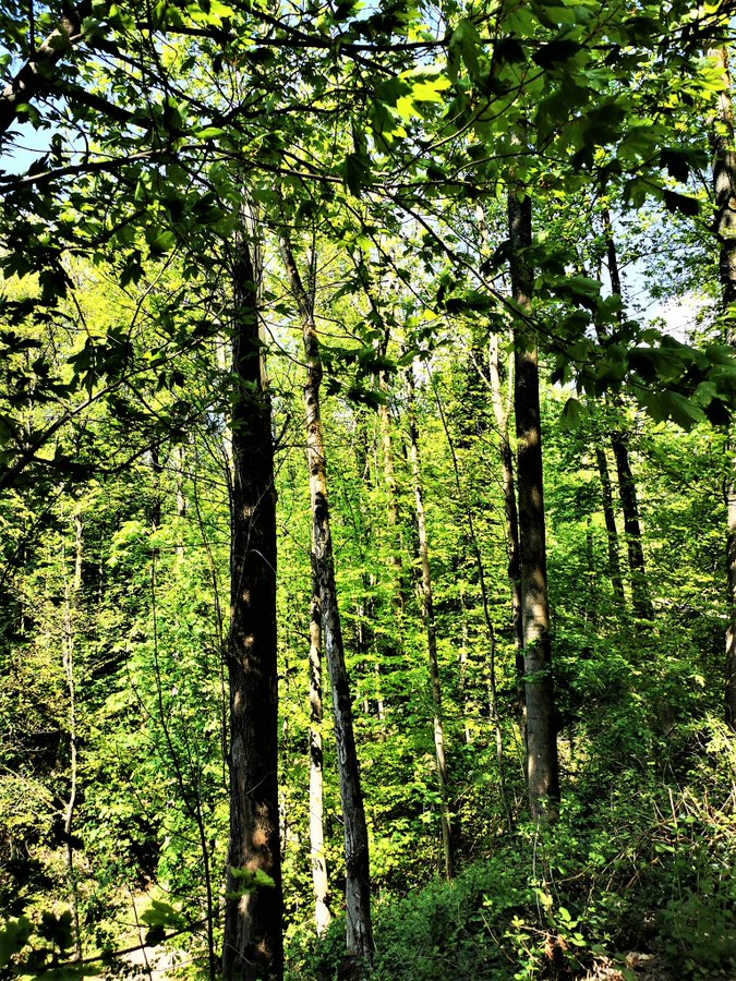 Greenisamissio1's tweet photo. Trees: we eat their fruit, they provide us with shade and they are nature's power plants, from the gas carbon dioxide that we exhale, they make the oxygen that we breathe. But above all, trees are beautiful and worth protecting - and the older they get, the more valuable they are https://t.co/KRJN83cGu1