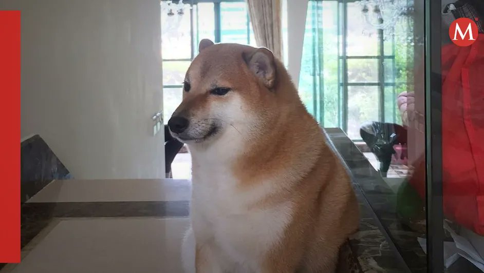 Milenio's tweet photo. "Se quedó dormido en la mañana"  💔😢

Murió Cheems, el famoso perrito de los memes Así le dieron su último adiós

https://t.co/E1JLZwPwe8 https://t.co/k6c4W4YHfx