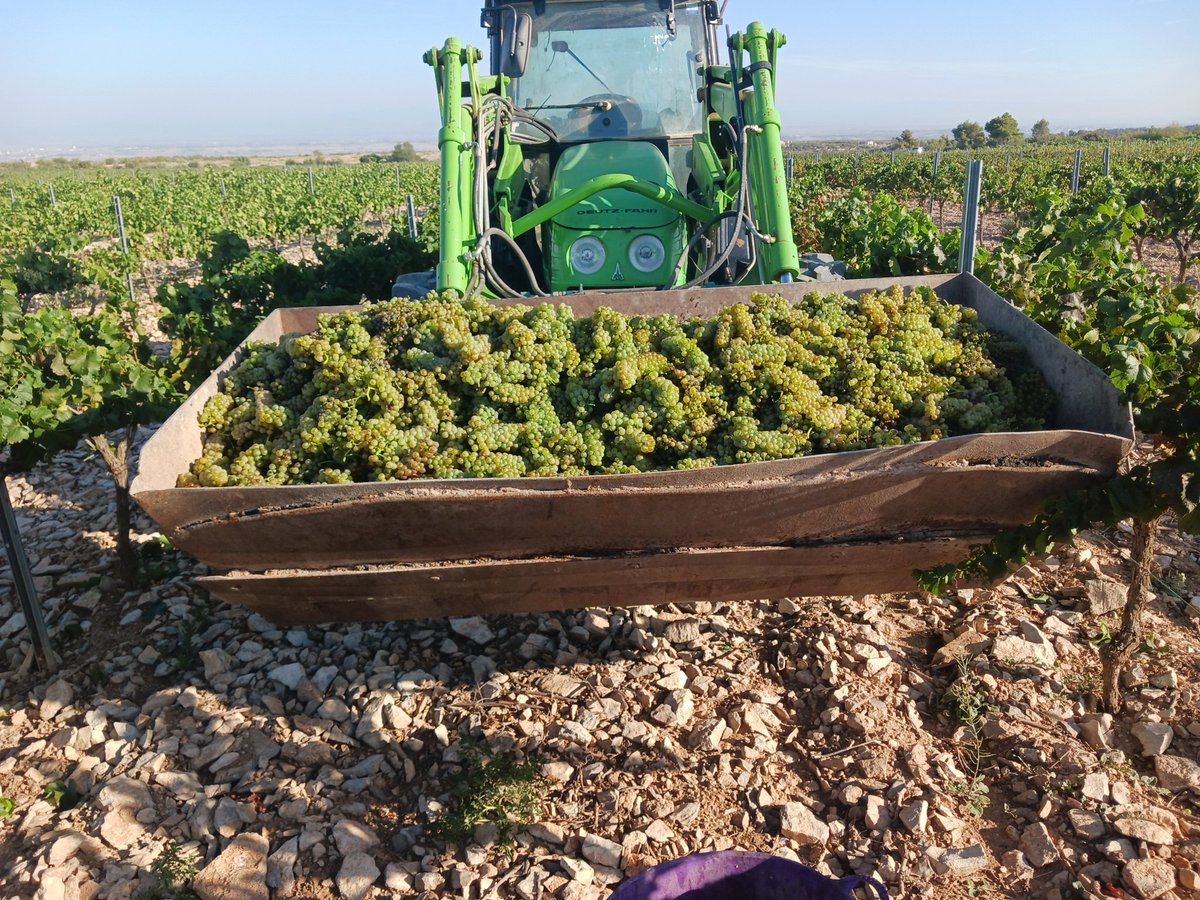 vallcorbi's tweet photo. Comencem a collir.

#Verema 2023 desastrosa amb  producció penosa i bona qualitat però que no es remunerada.

Enguany s'arrancaran centenars d'hectarees de #vinya per tot Catalunya per la #sequera... https://t.co/PYlhr4sagk