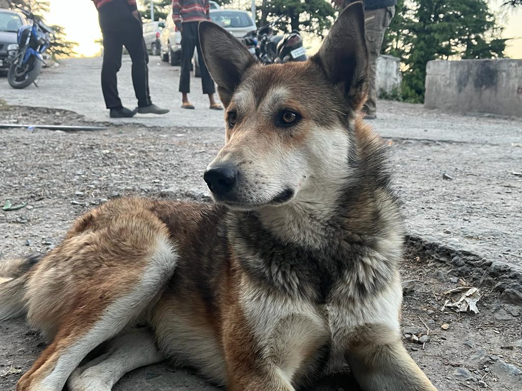 Gayathri_19's tweet photo. @theanimalcareo1 #Charming in every state and form.🥺❤️🐾 
📸 At Chakrata in May 2023
#WorldPhotographyDay 
@theanimalcareo1 https://t.co/mT1EAawIZN
