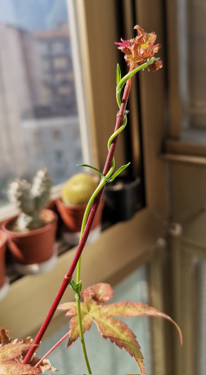 Angelomokky's tweet image. Dovremmo imparare dalla natura a fidarci di chi ci sta accanto. #fidarsi #NaturePhotography