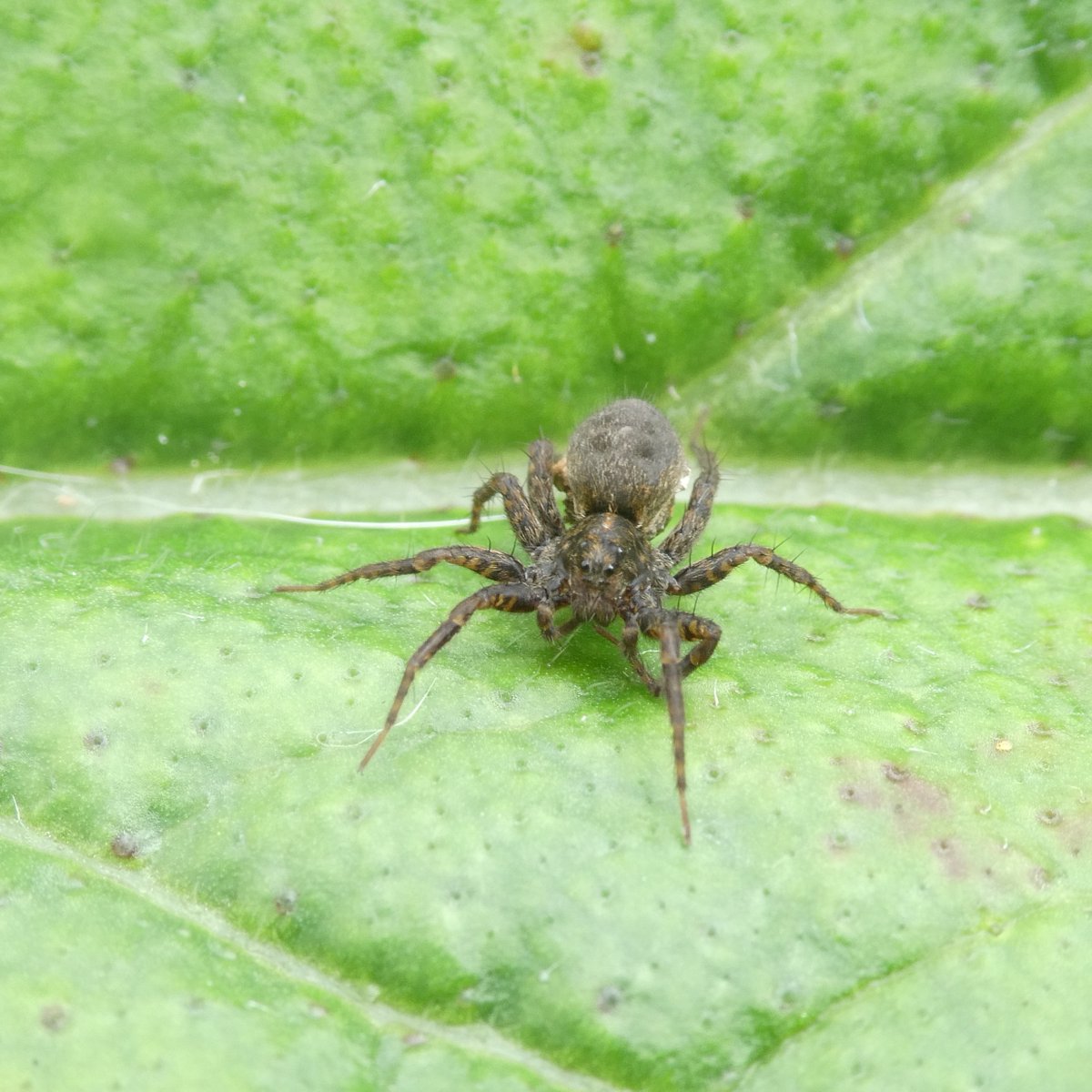 MartinLavelle19's tweet photo. Wolf spiders in #Plymouth. Think #Pardosa https://t.co/LbcuEMsnNO